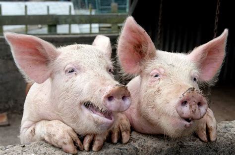purga ng baboy|Pagpurga sa Baboy .